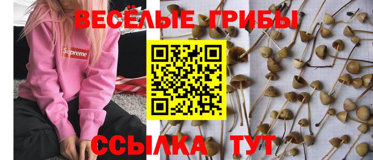 где найти   Псилоцибиновые грибы Psilocybine cubensis  Вход с VPN  Алапаевск  Галлюциногенные грибы прущие грибы 